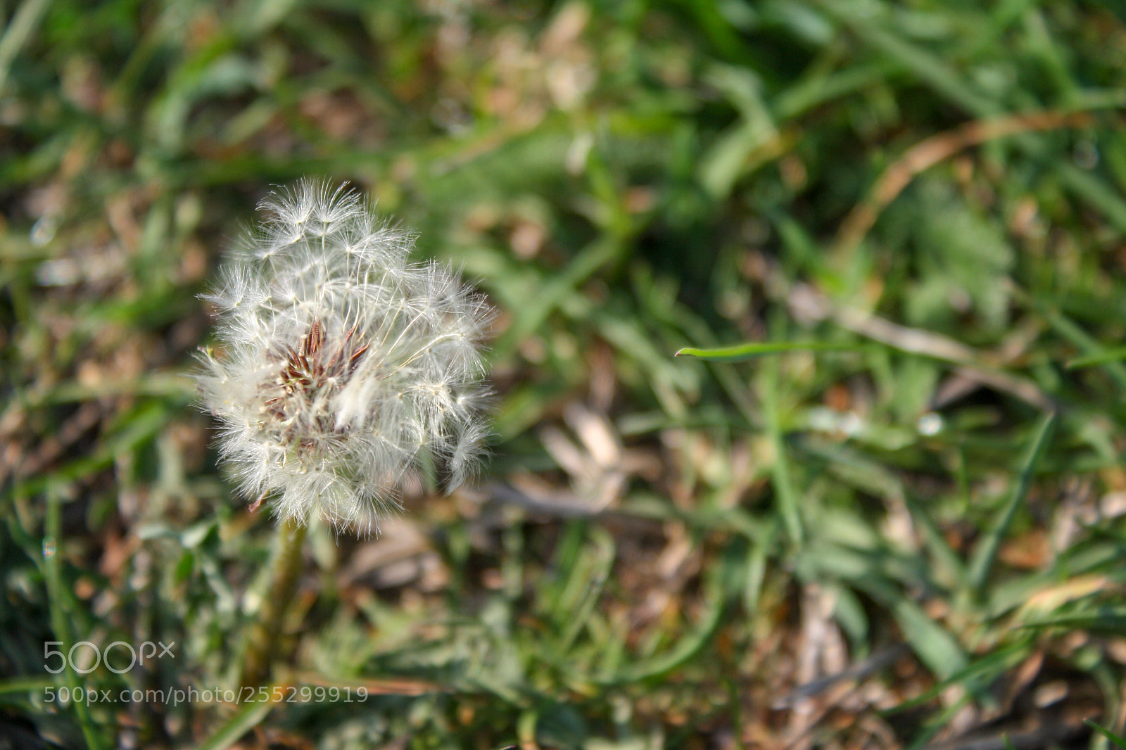 Canon EOS 1000D (EOS Digital Rebel XS / EOS Kiss F) sample photo. Img photography