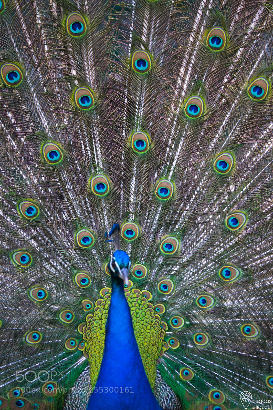 Sony a7 II sample photo. Pfau photography