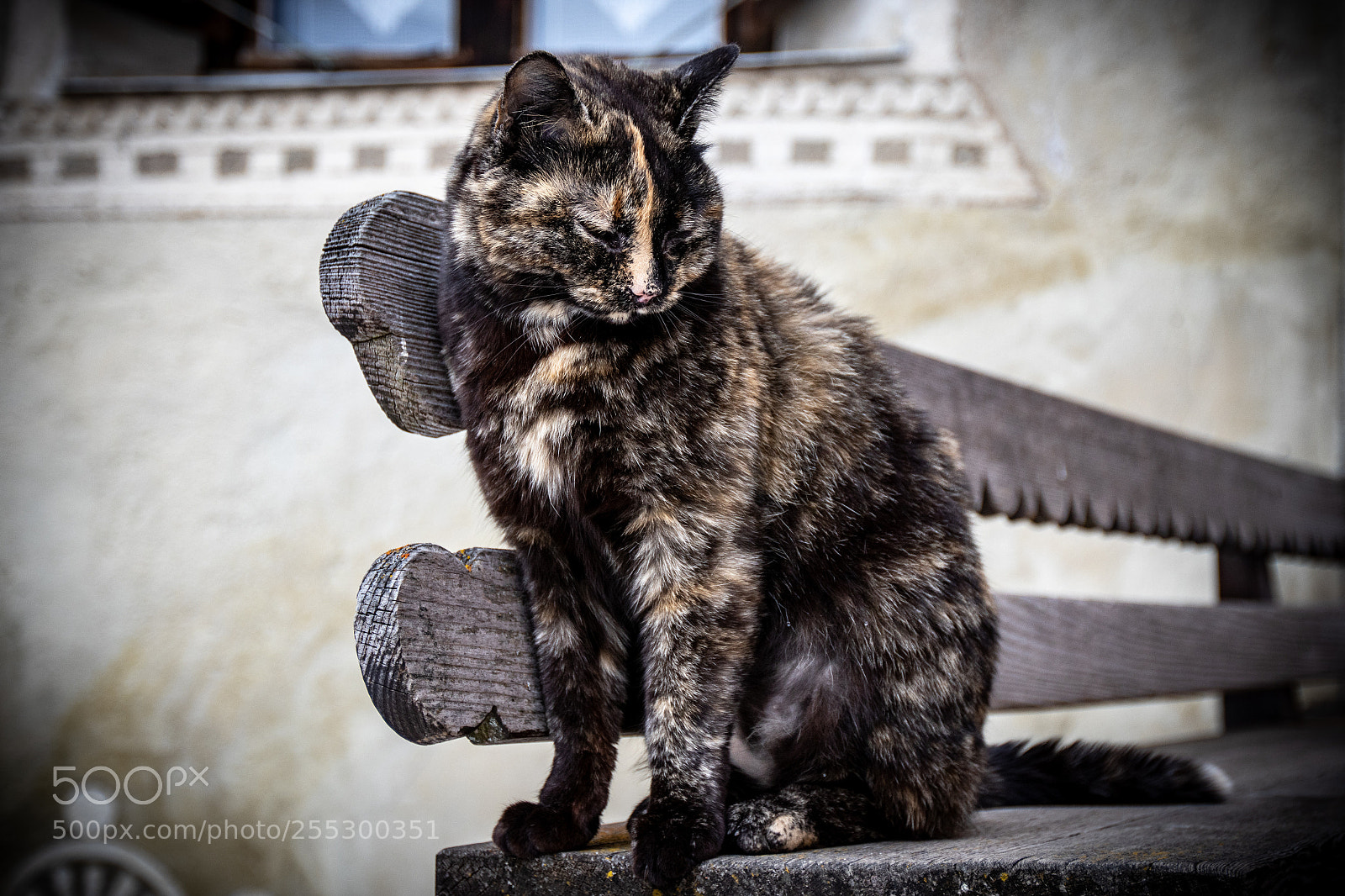 Canon EOS M5 sample photo. Cat's life photography