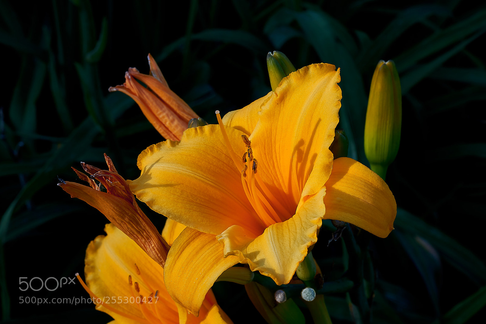 Sony a7 sample photo. Abg_180422_12 photography