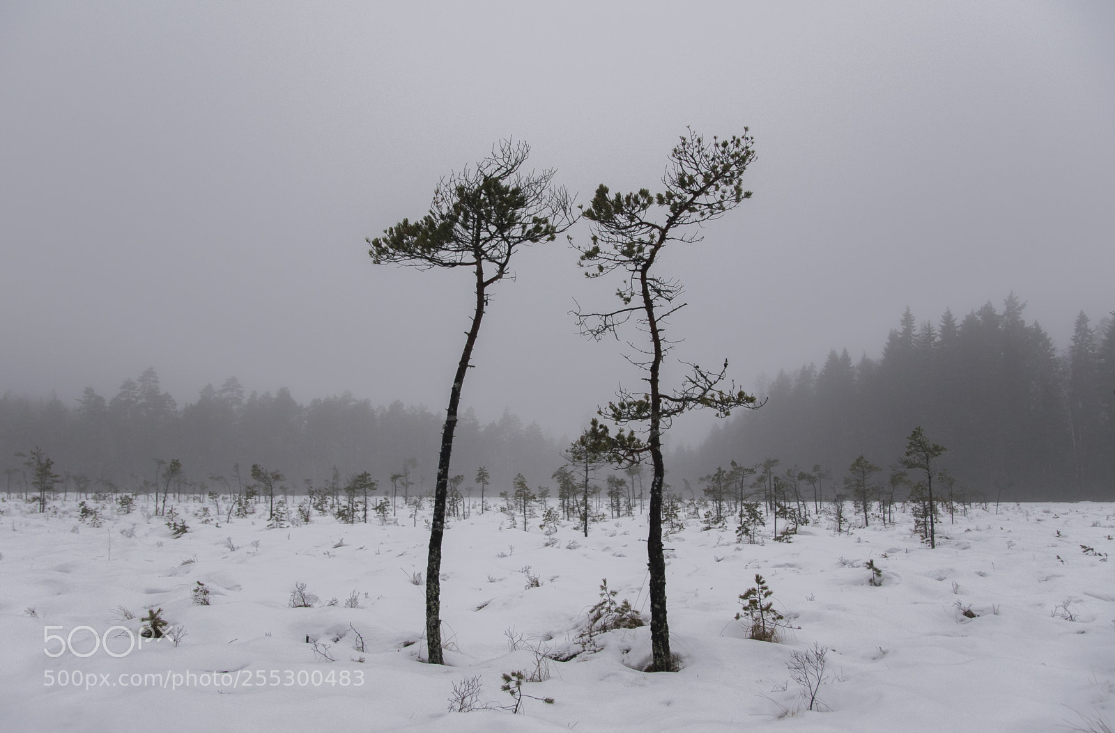 Nikon D5300 sample photo. Winter photography