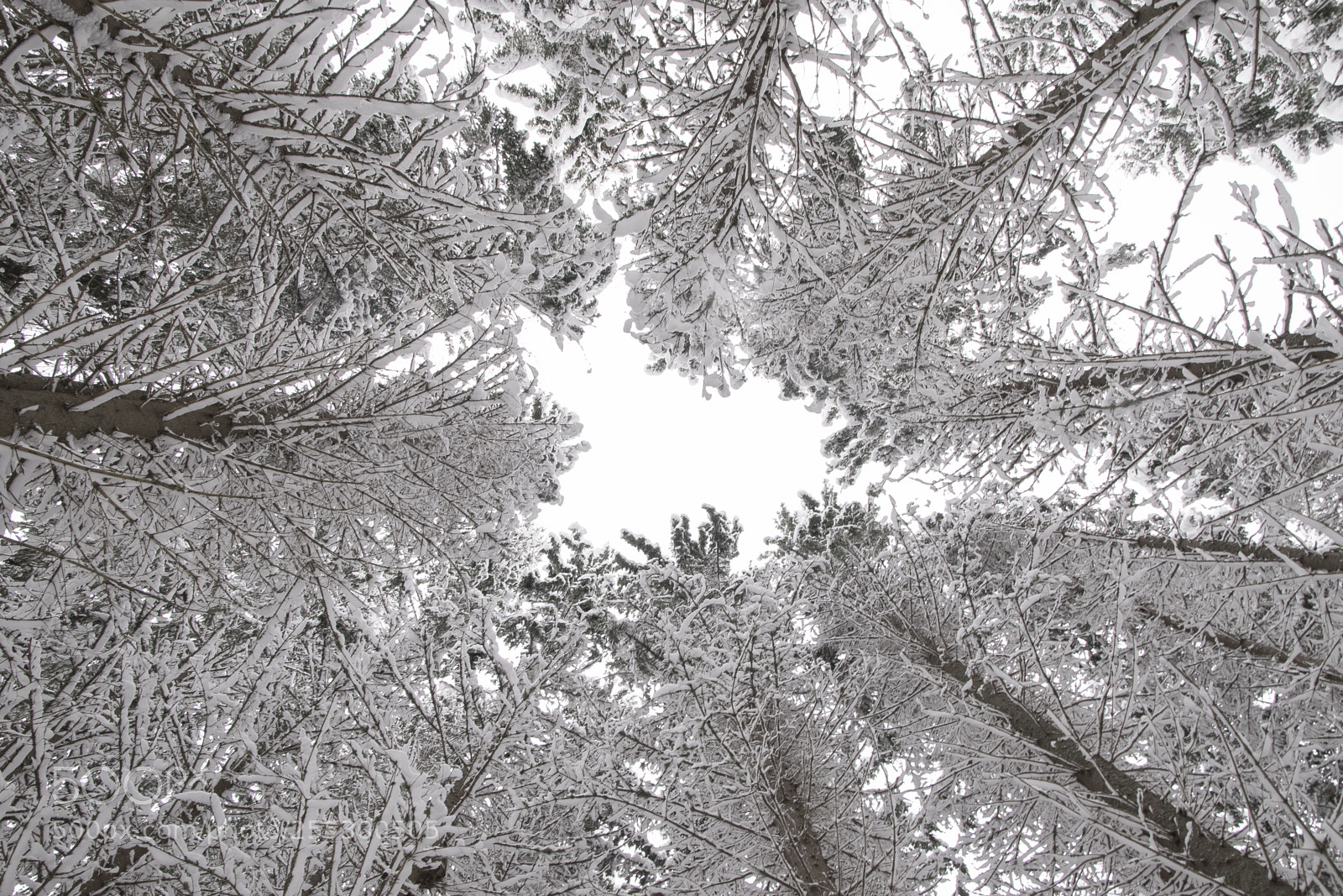 Nikon D5300 sample photo. Winter photography