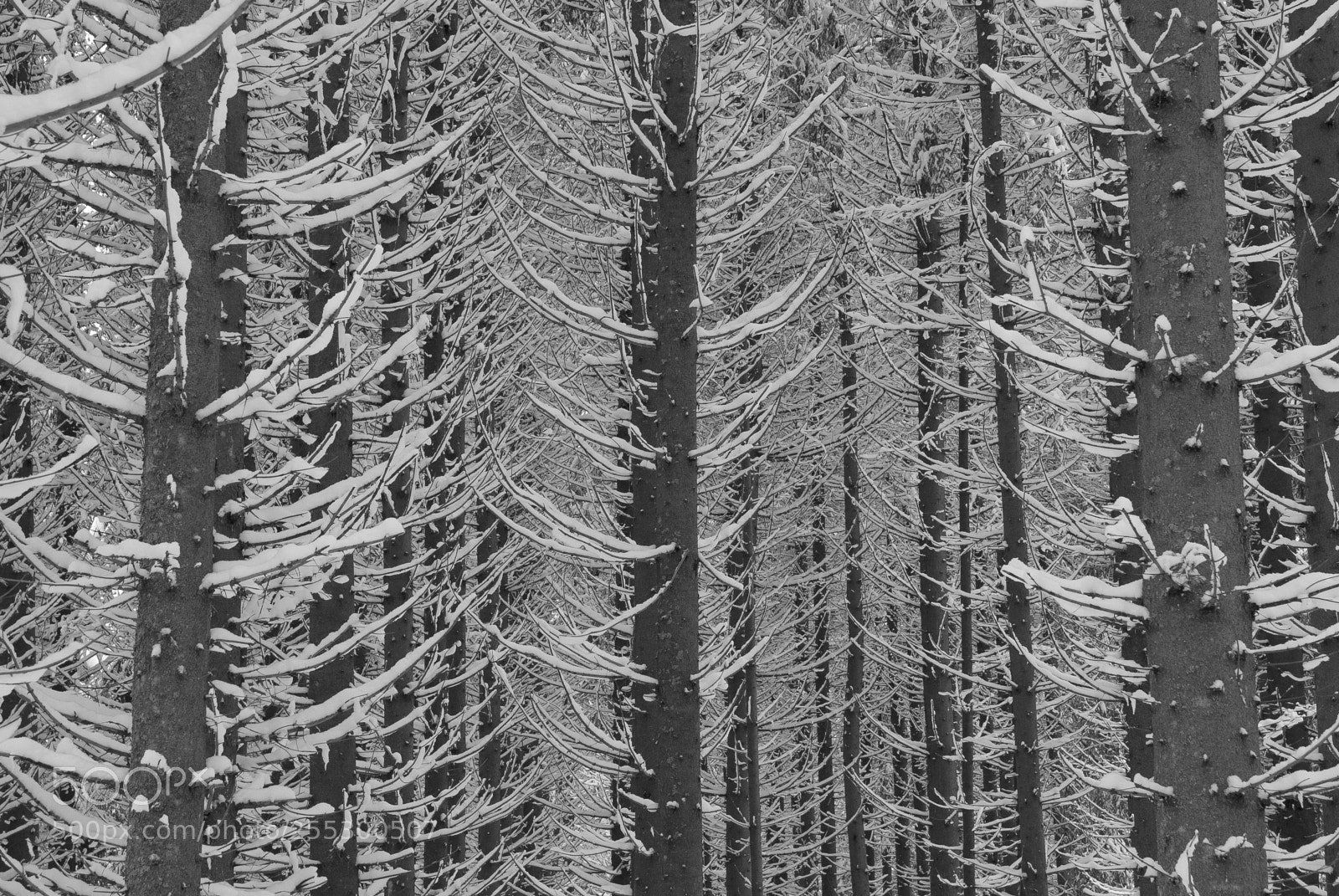 Nikon D5300 sample photo. Winter photography