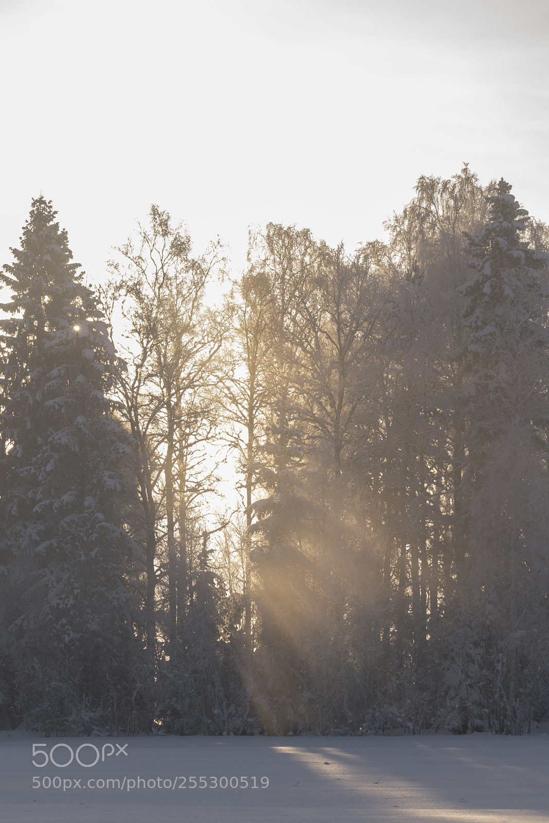 Nikon D5300 sample photo. Winter photography