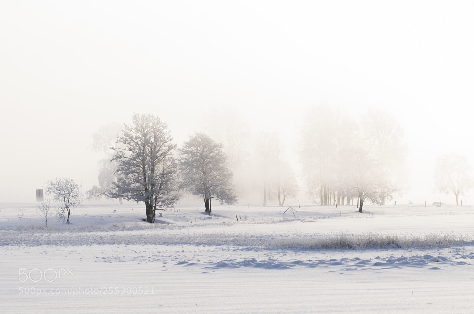 Nikon D5300 sample photo. Winter photography