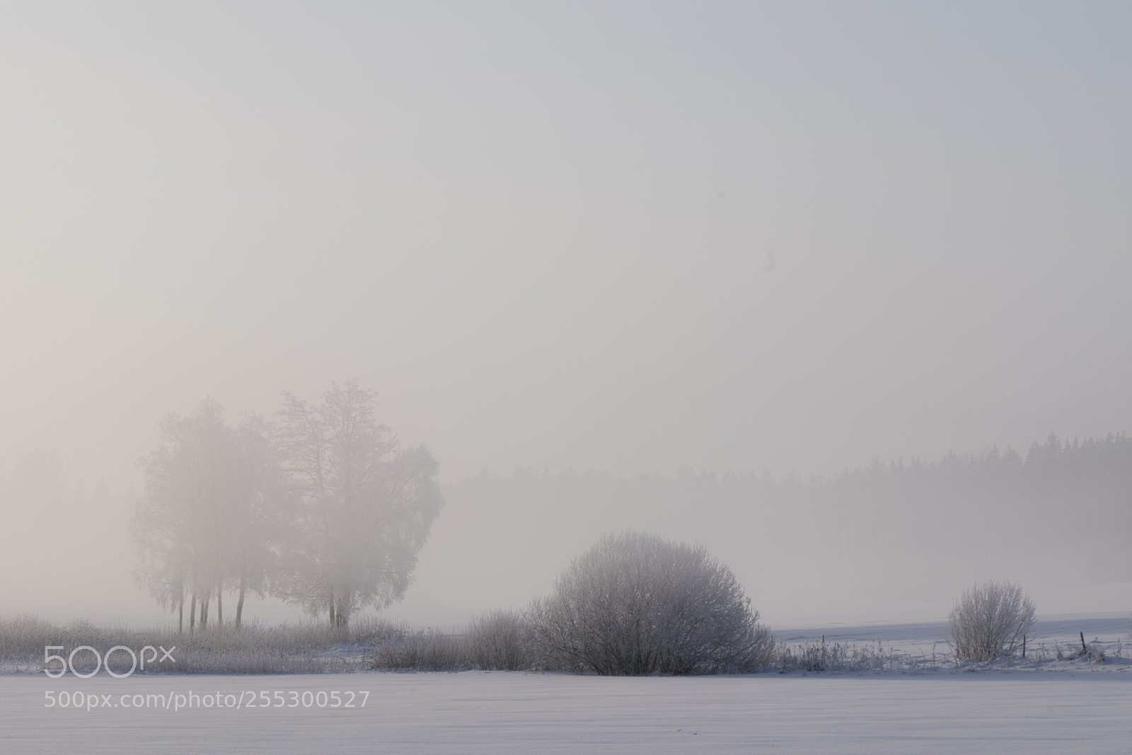 Nikon D5300 sample photo. Winter photography