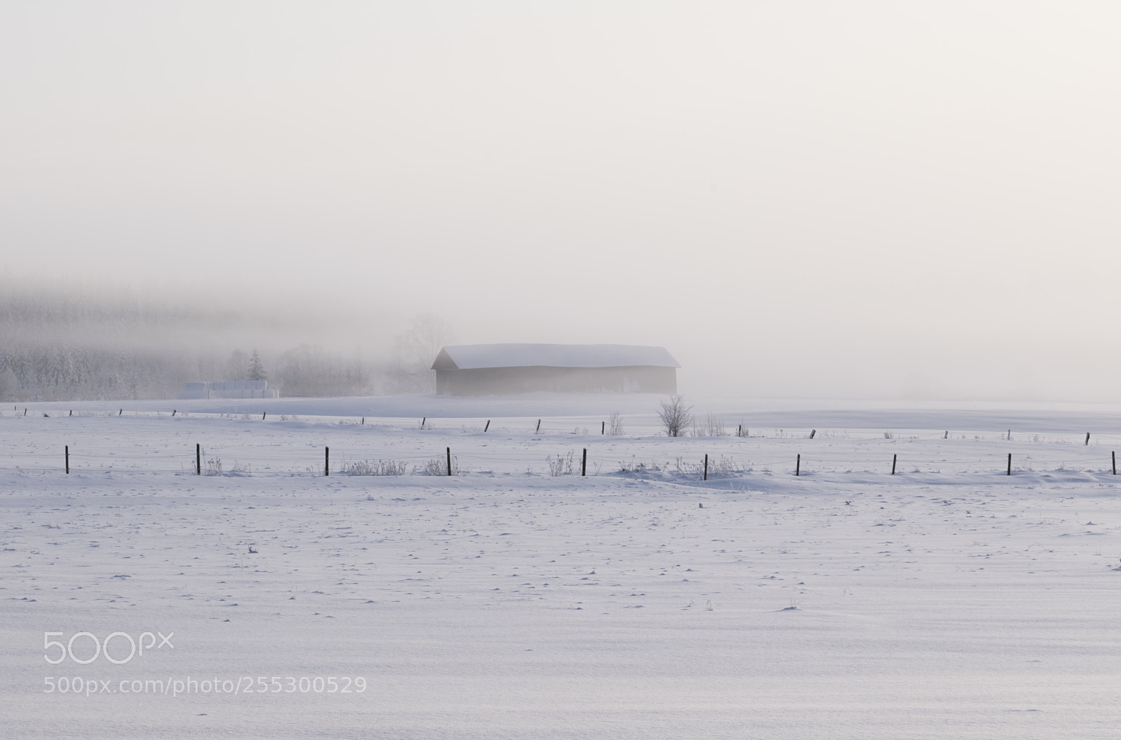 Nikon D5300 sample photo. Winter photography