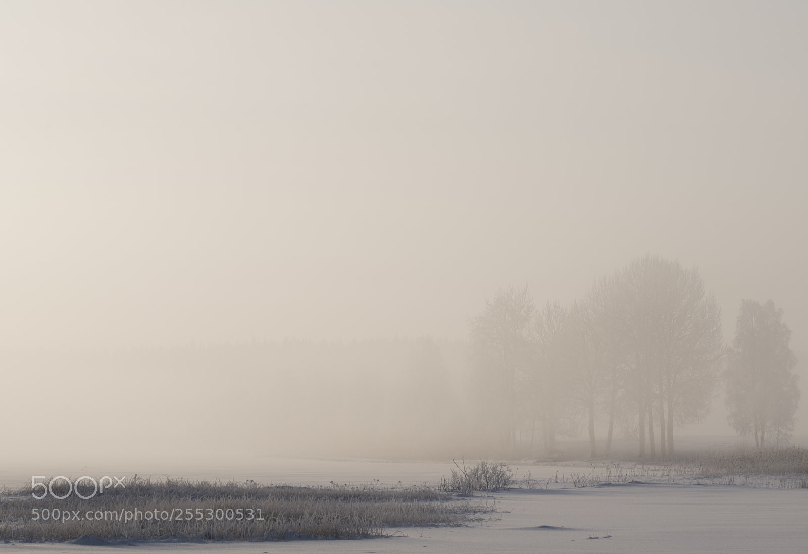 Nikon D5300 sample photo. Winter photography