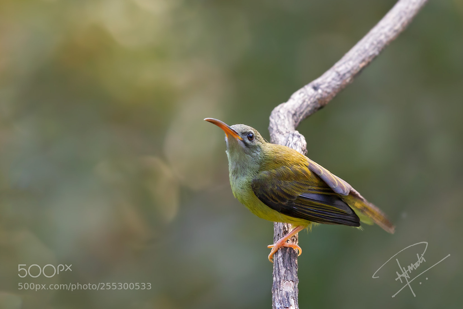 Canon EOS 5D Mark IV sample photo. Spiderhunter photography