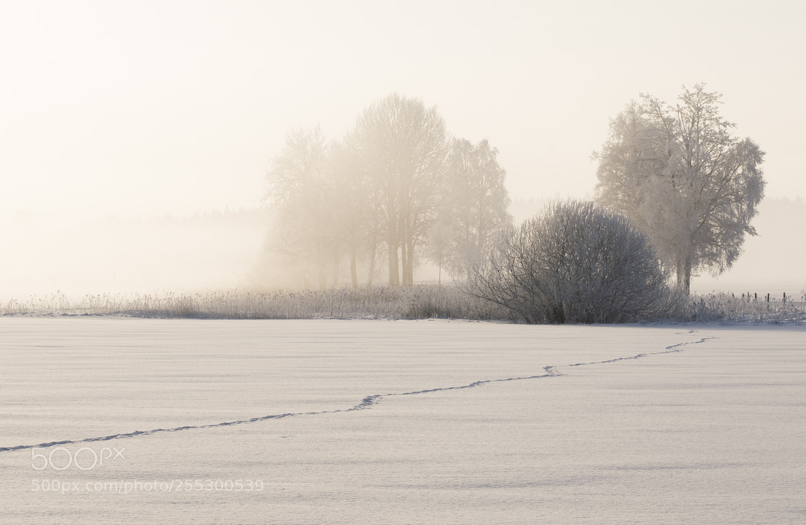 Nikon D5300 sample photo. Winter photography