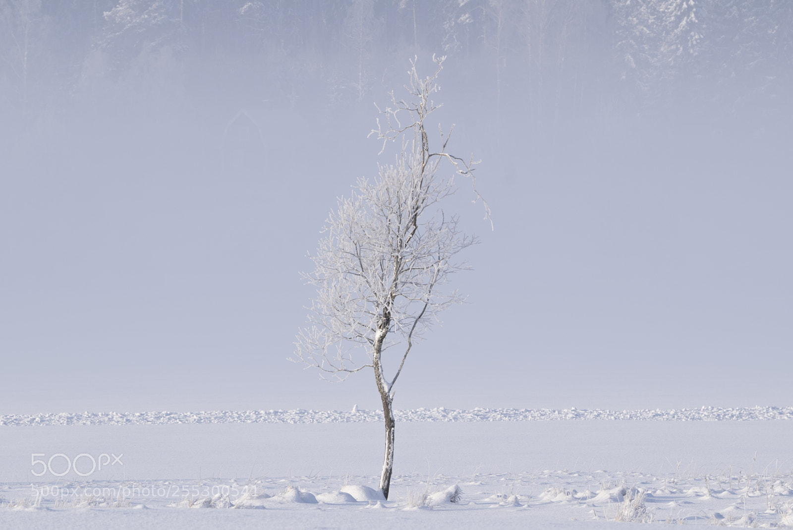 Nikon D5300 sample photo. Winter photography