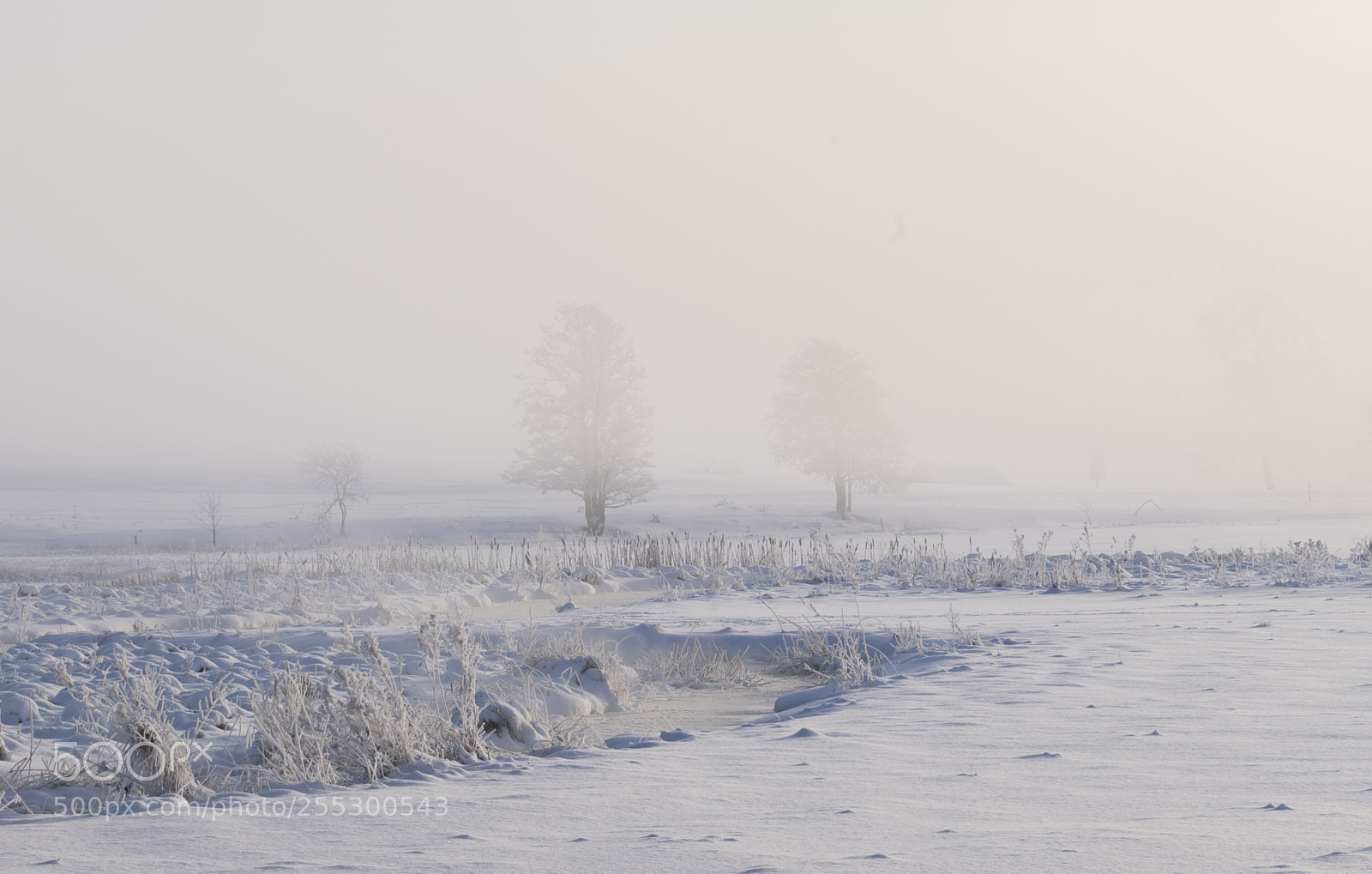 Nikon D5300 sample photo. Winter photography