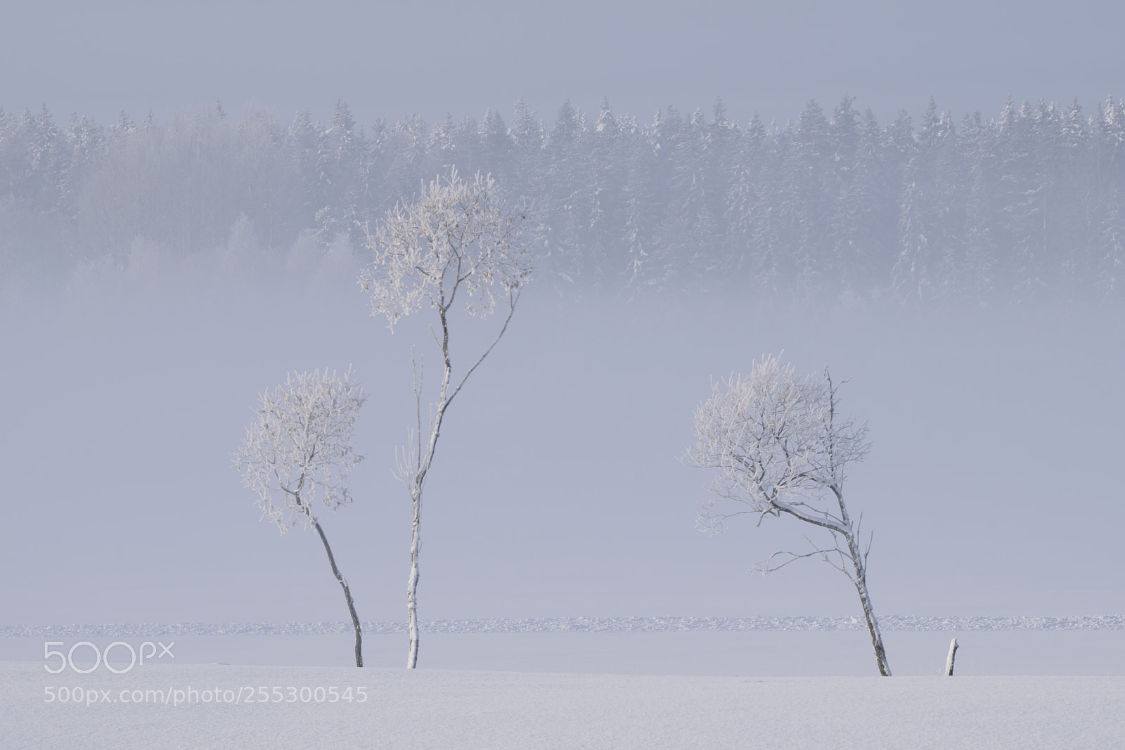 Nikon D5300 sample photo. Winter photography