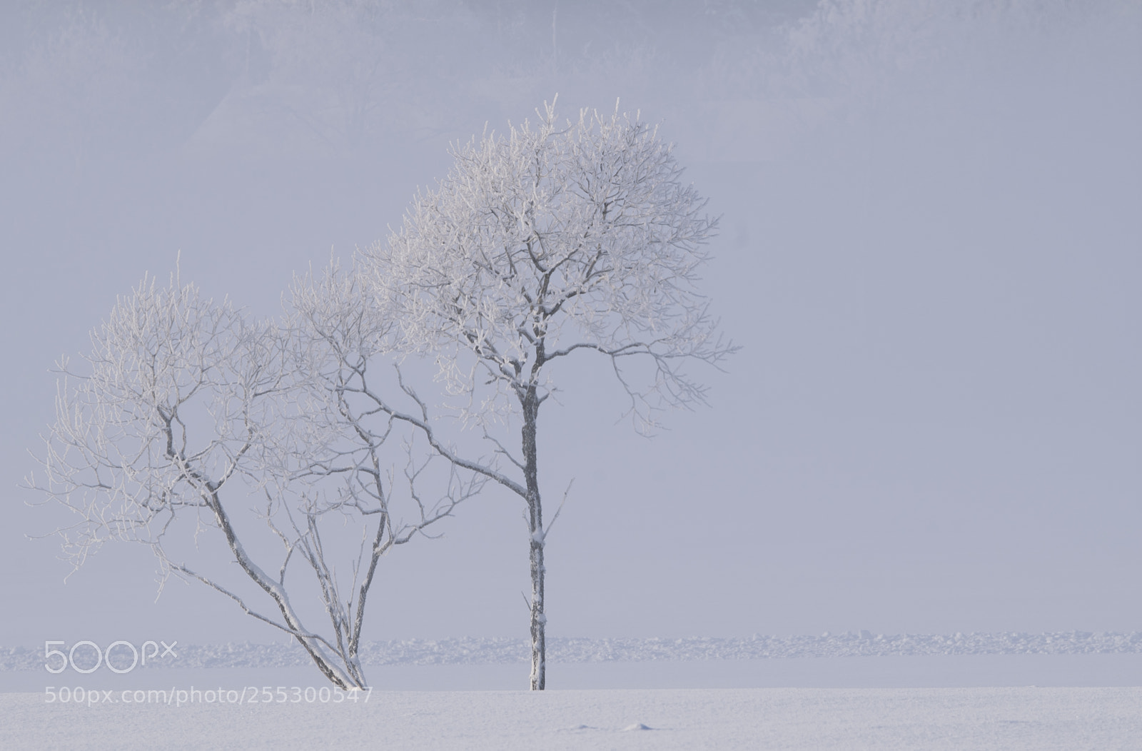 Nikon D5300 sample photo. Winter photography