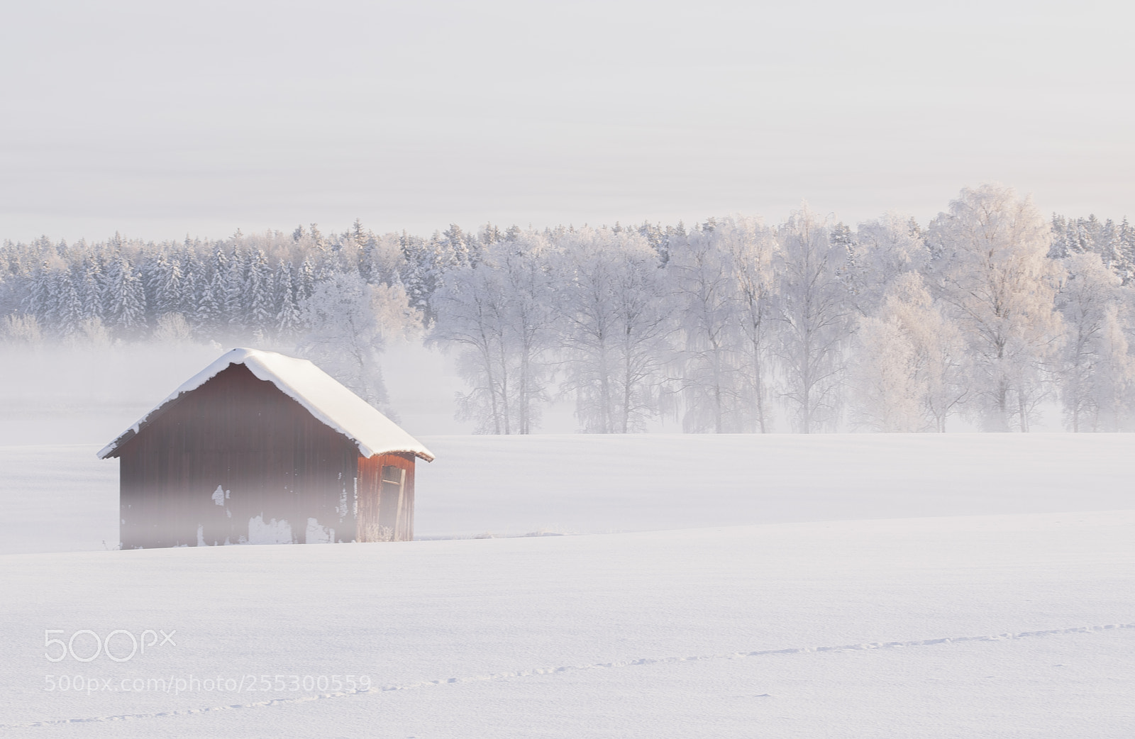 Nikon D5300 sample photo. Winter photography