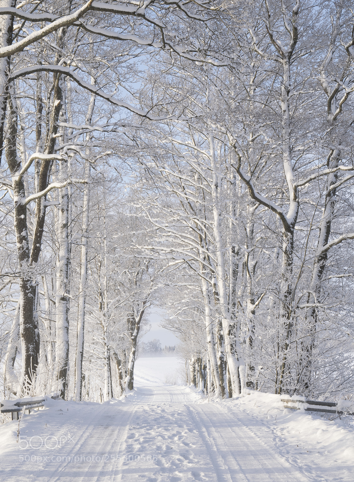 Nikon D5300 sample photo. Winter photography