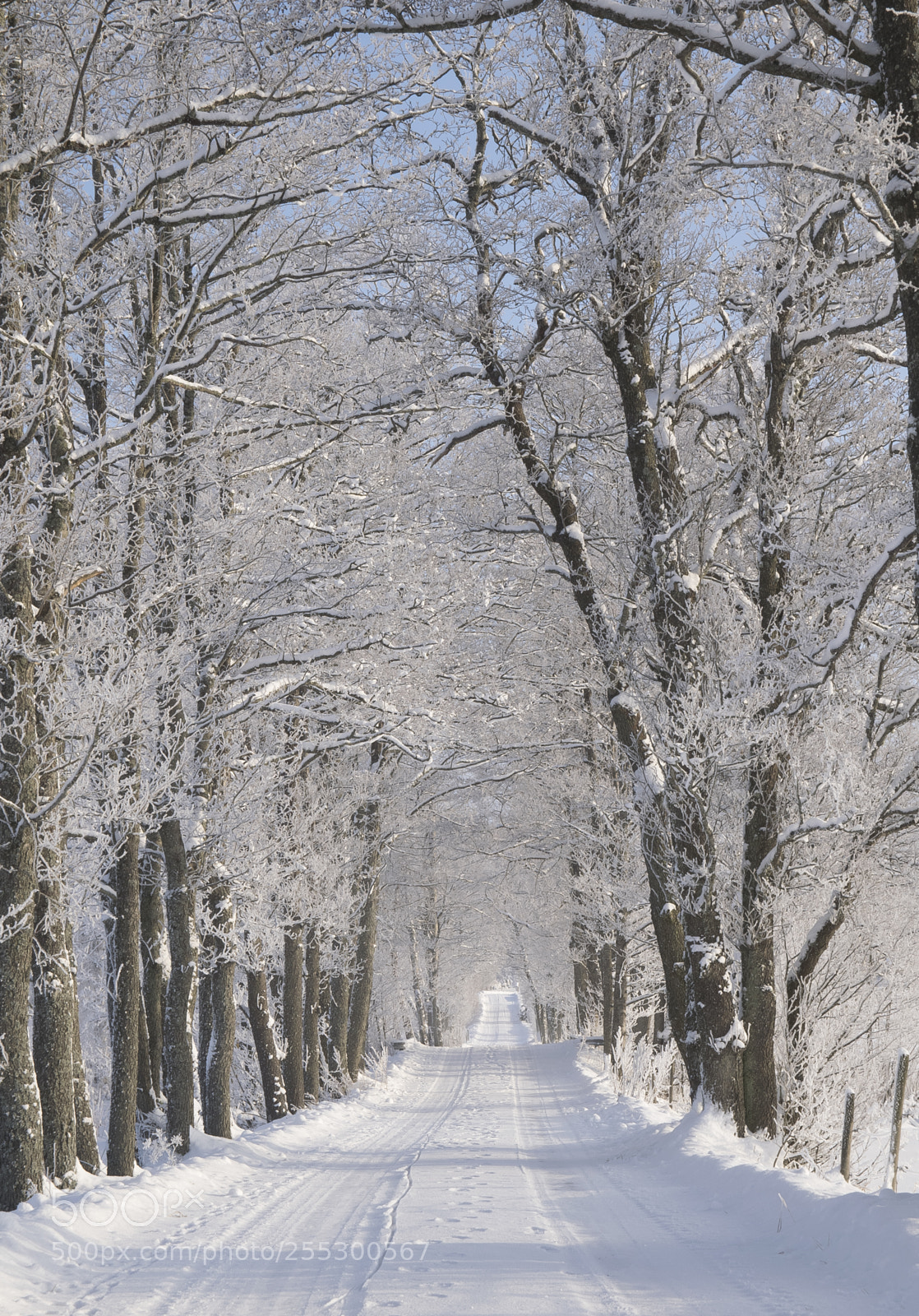 Nikon D5300 sample photo. Winter photography