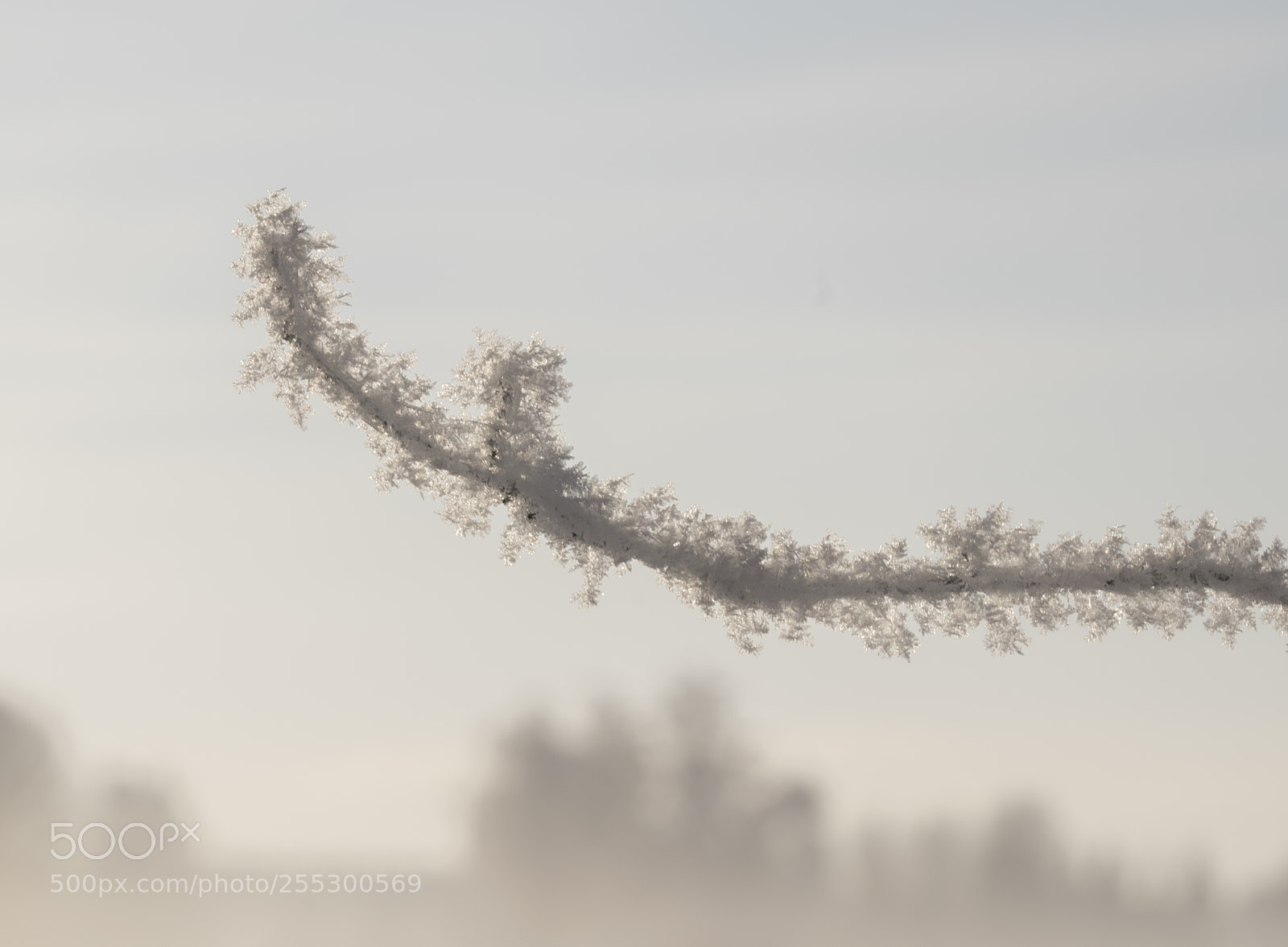 Nikon D5300 sample photo. Winter photography