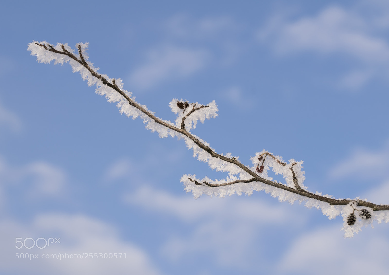 Nikon D5300 sample photo. Winter photography