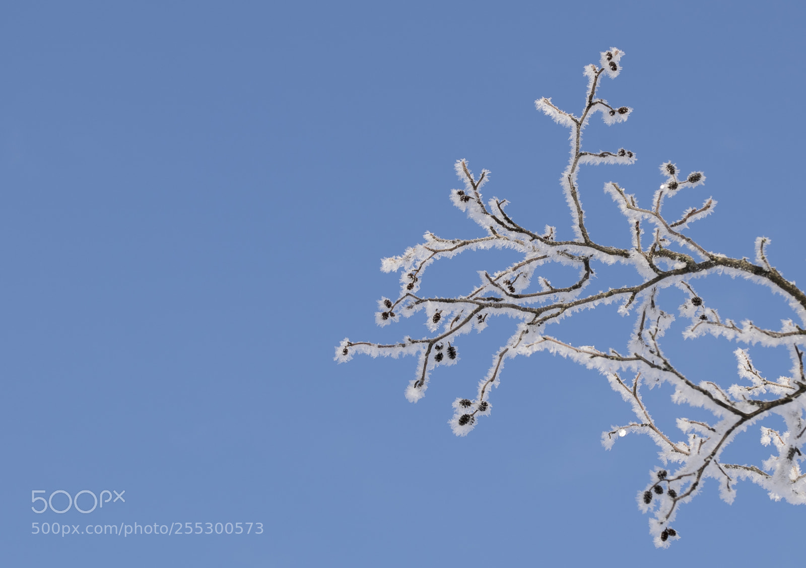 Nikon D5300 sample photo. Winter photography