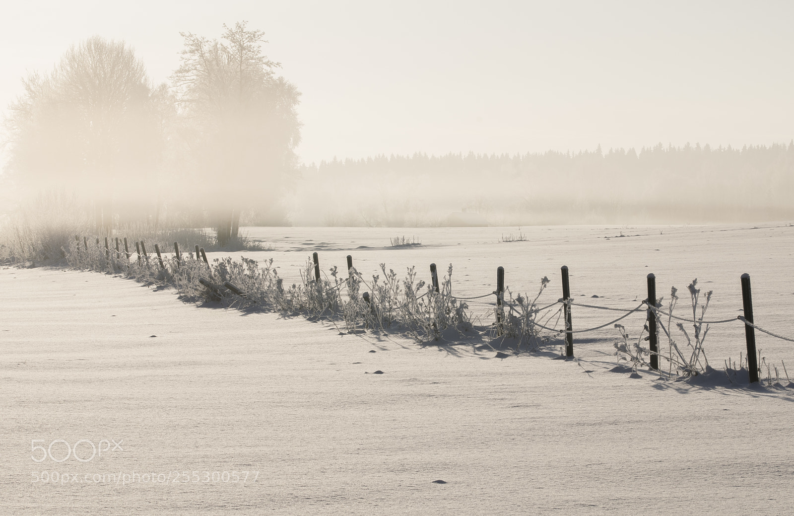Nikon D5300 sample photo. Winter photography
