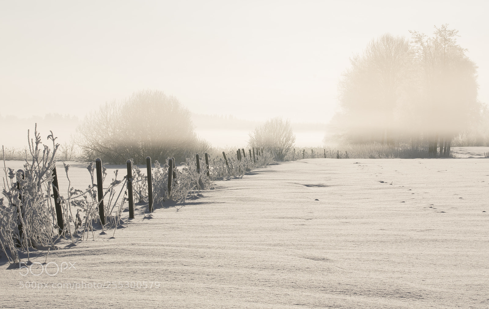 Nikon D5300 sample photo. Winter photography