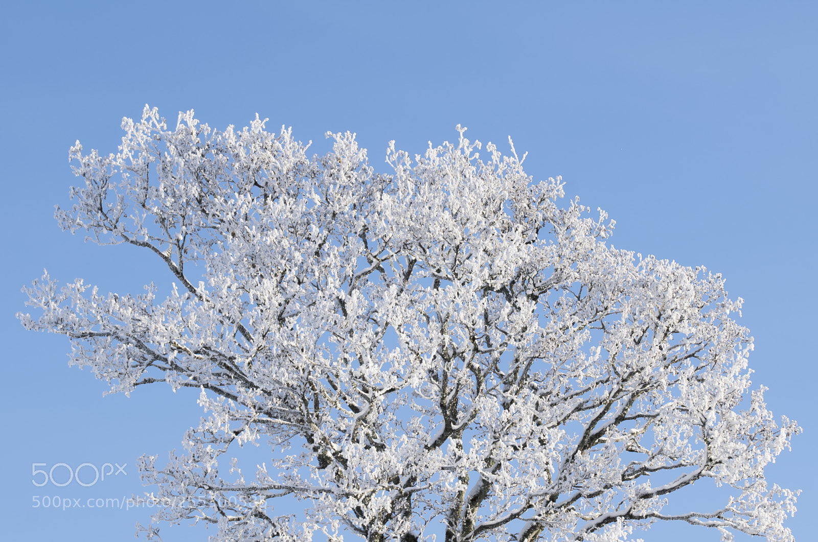 Nikon D5300 sample photo. Winter photography