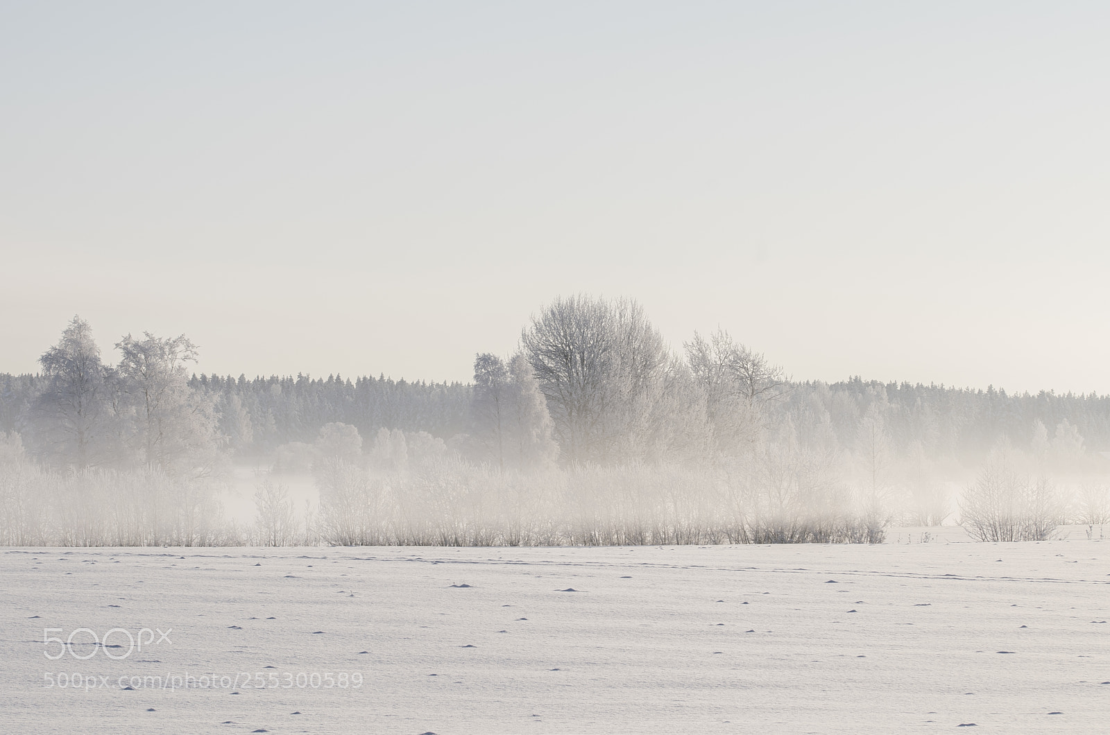 Nikon D5300 sample photo. Winter photography