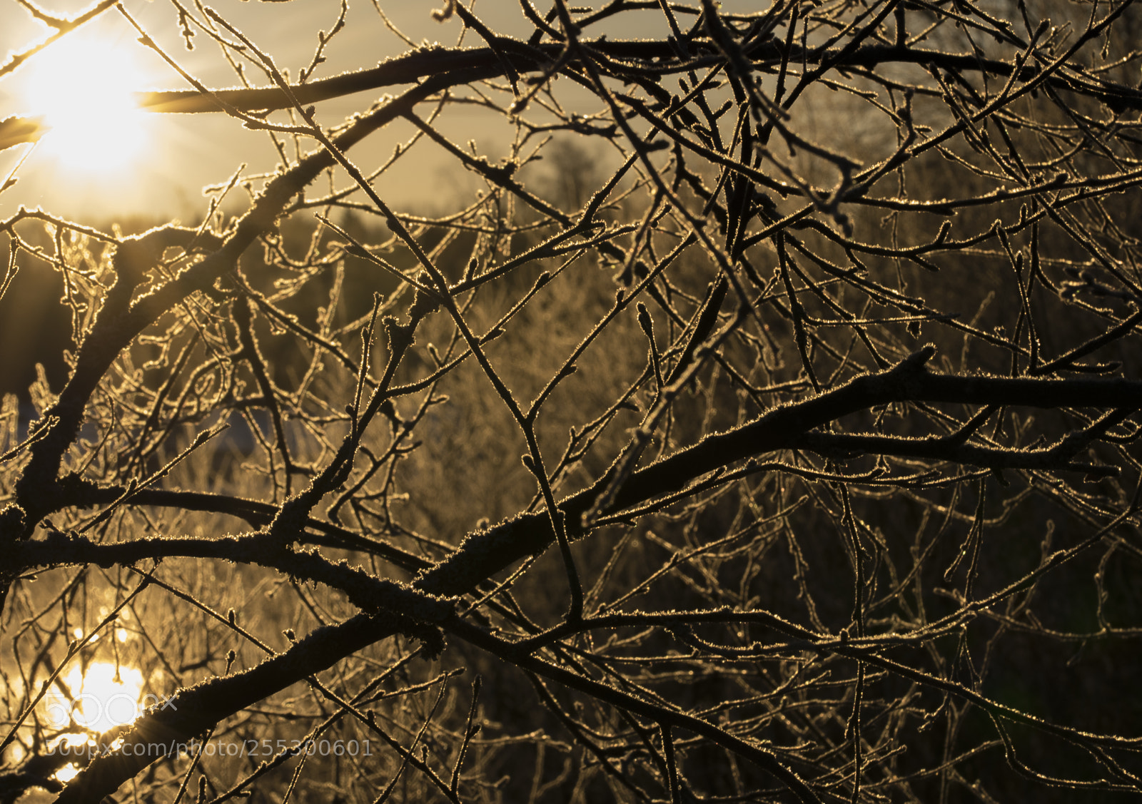 Nikon D5300 sample photo. Winter photography