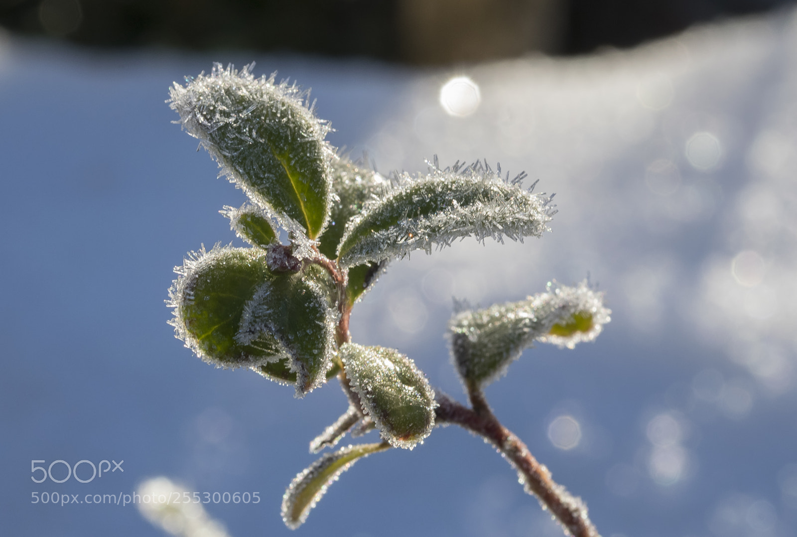Nikon D5300 sample photo. Winter photography