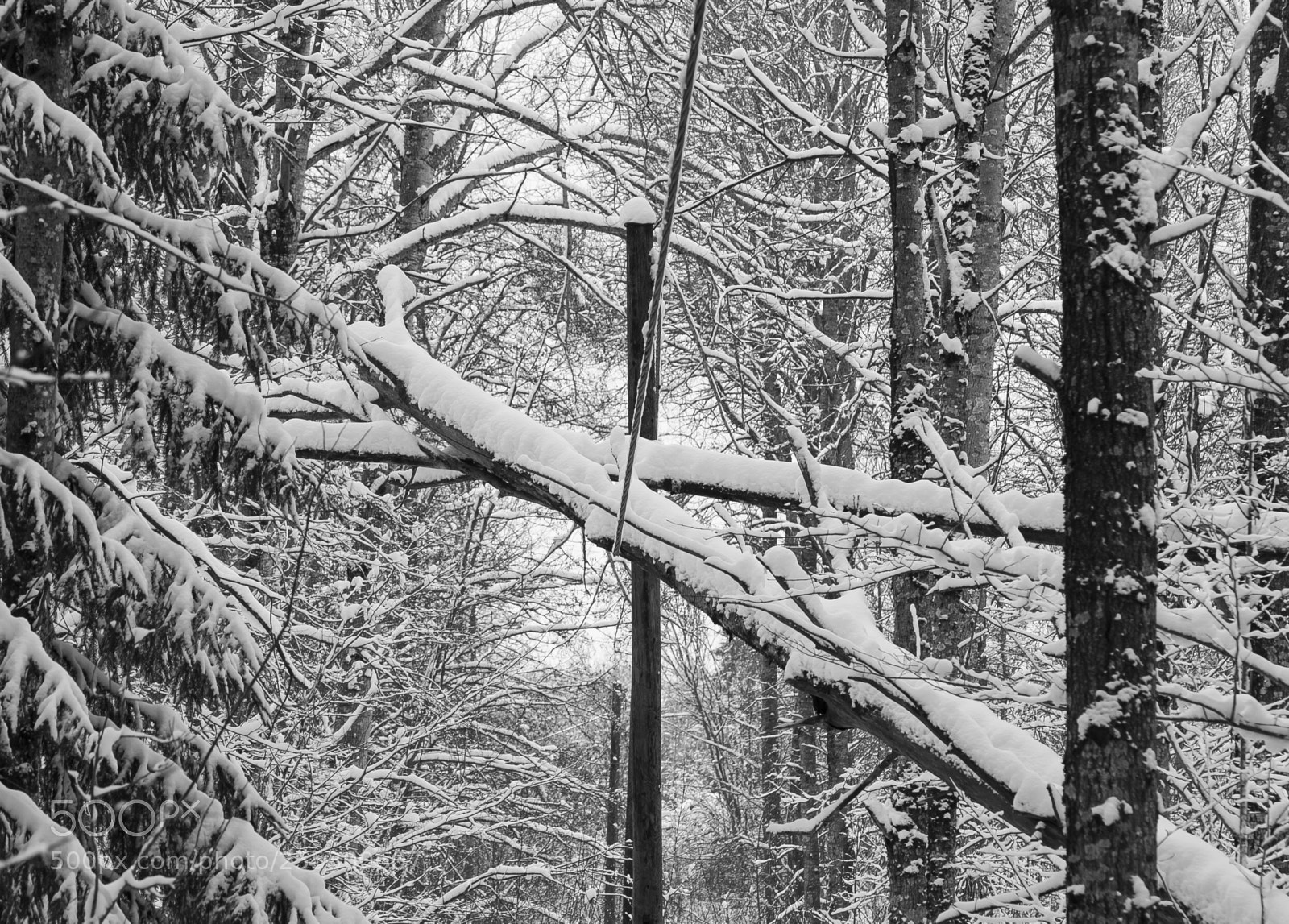 Nikon D5300 sample photo. Winter photography