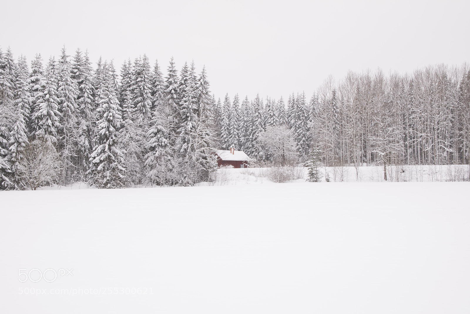 Nikon D5300 sample photo. Winter photography