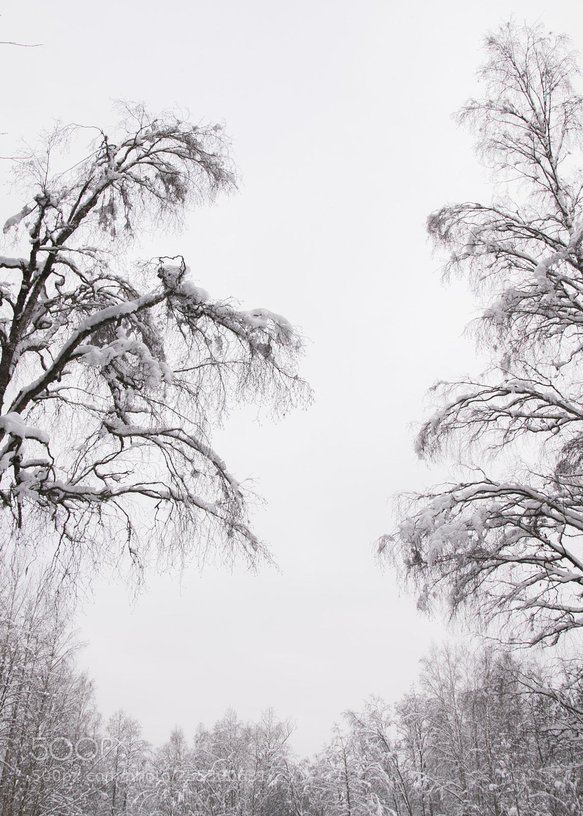 Nikon D5300 sample photo. Winter photography