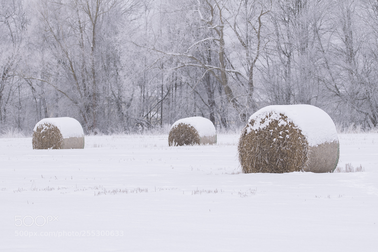 Nikon D5300 sample photo. Winter photography