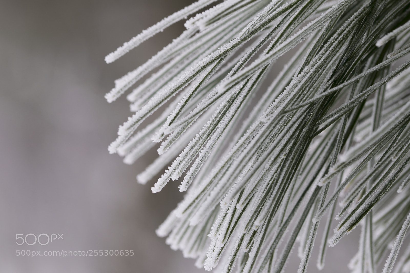 Nikon D5300 sample photo. Winter photography