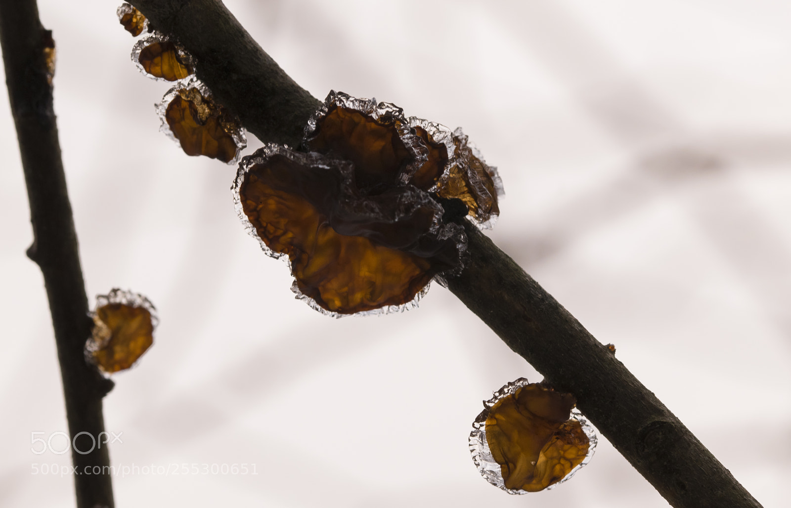 Nikon D5300 sample photo. Winter photography