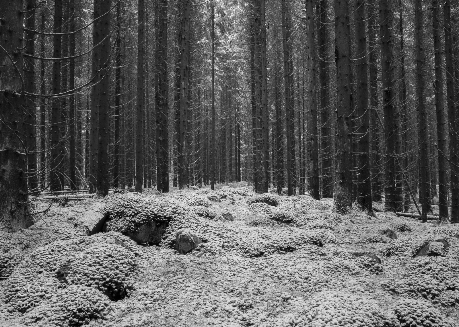 Nikon D5300 sample photo. Winter photography