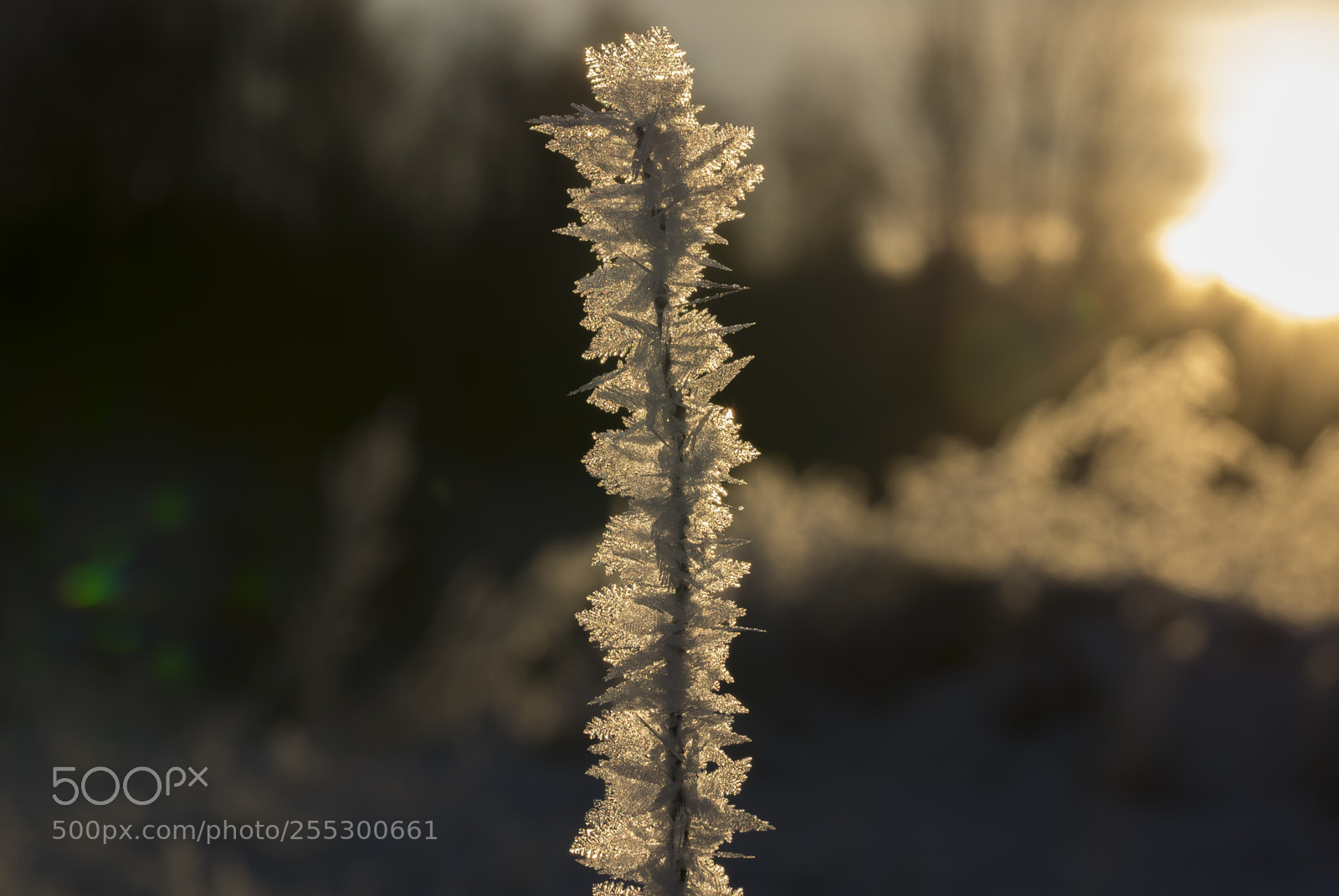 Nikon D5300 sample photo. Winter photography