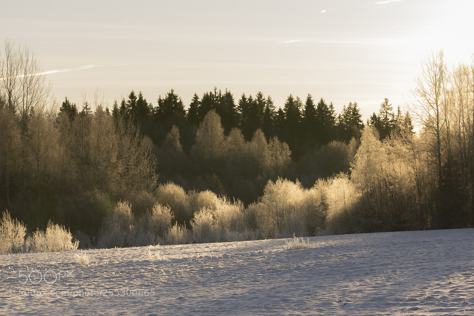 Nikon D5300 sample photo. Winter photography