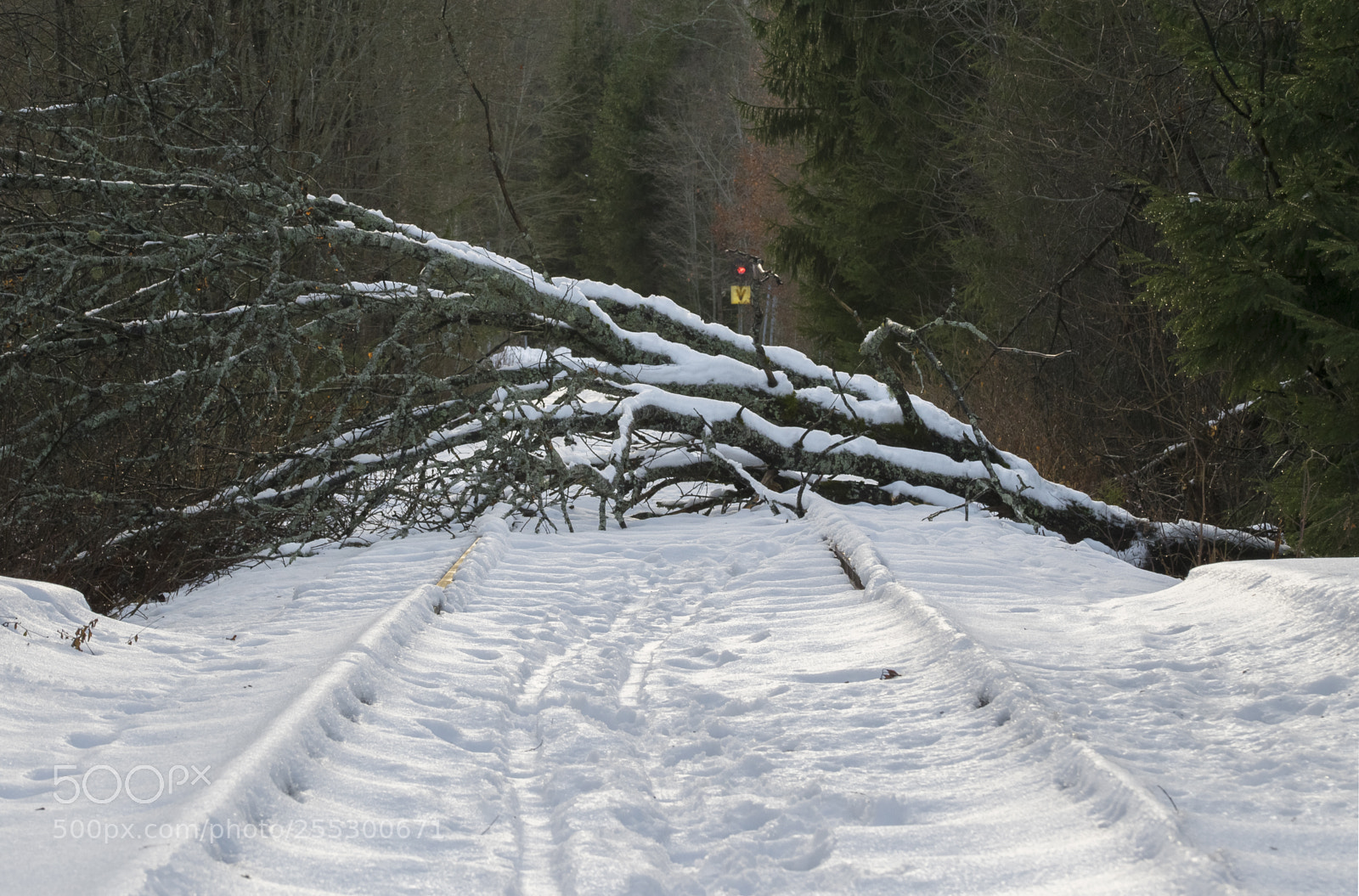 Nikon D5300 sample photo. Winter photography