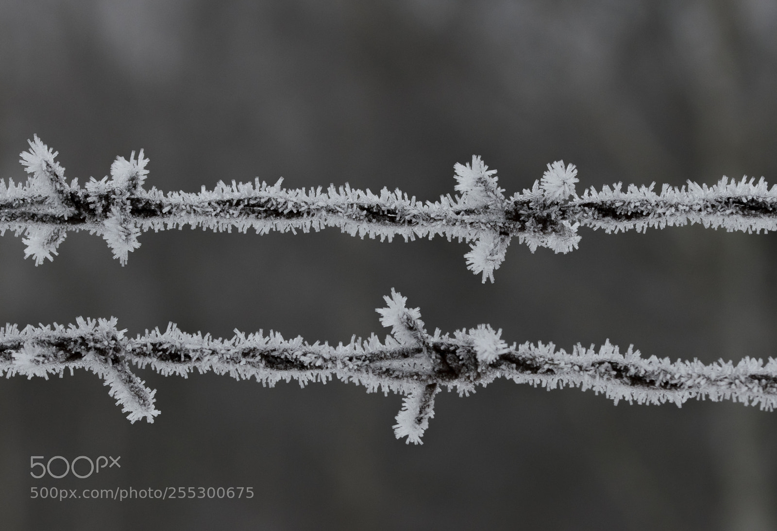 Nikon D5300 sample photo. Winter photography