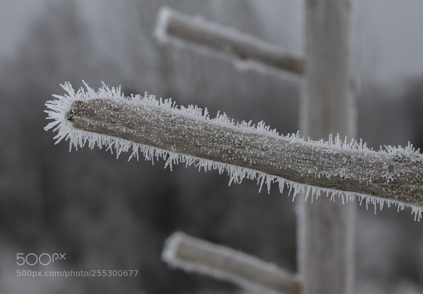 Nikon D5300 sample photo. Winter photography