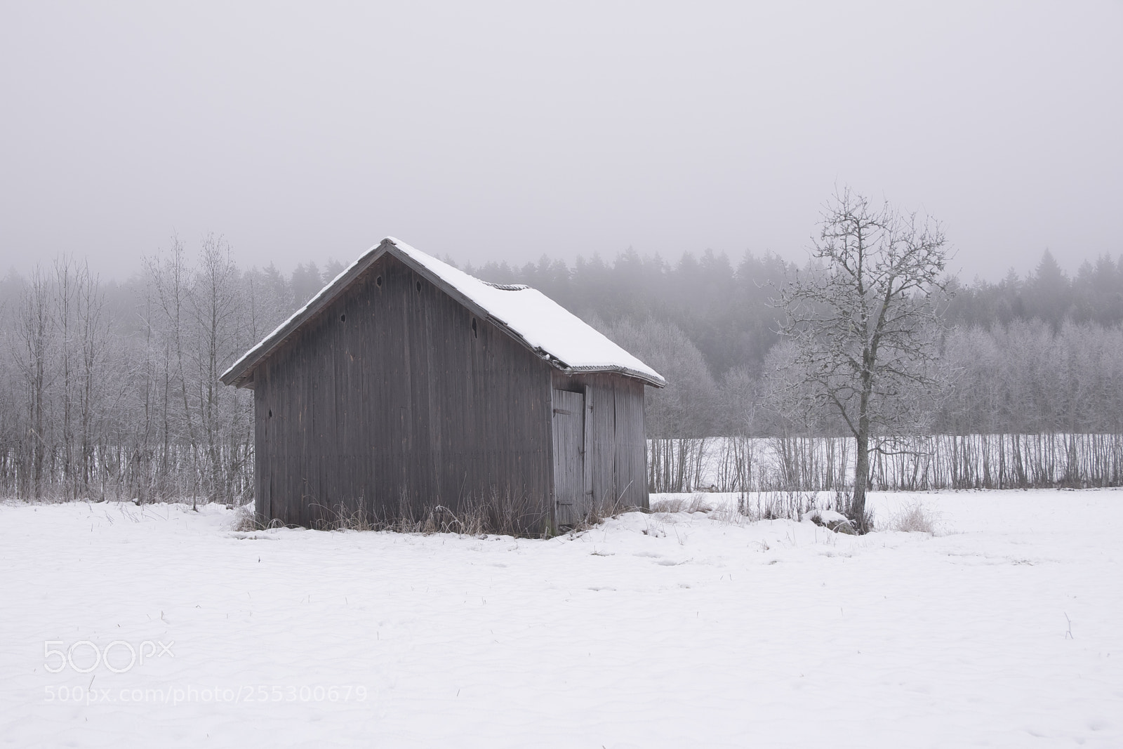 Nikon D5300 sample photo. Winter photography