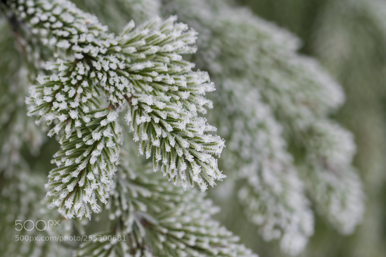 Nikon D5300 sample photo. Winter photography