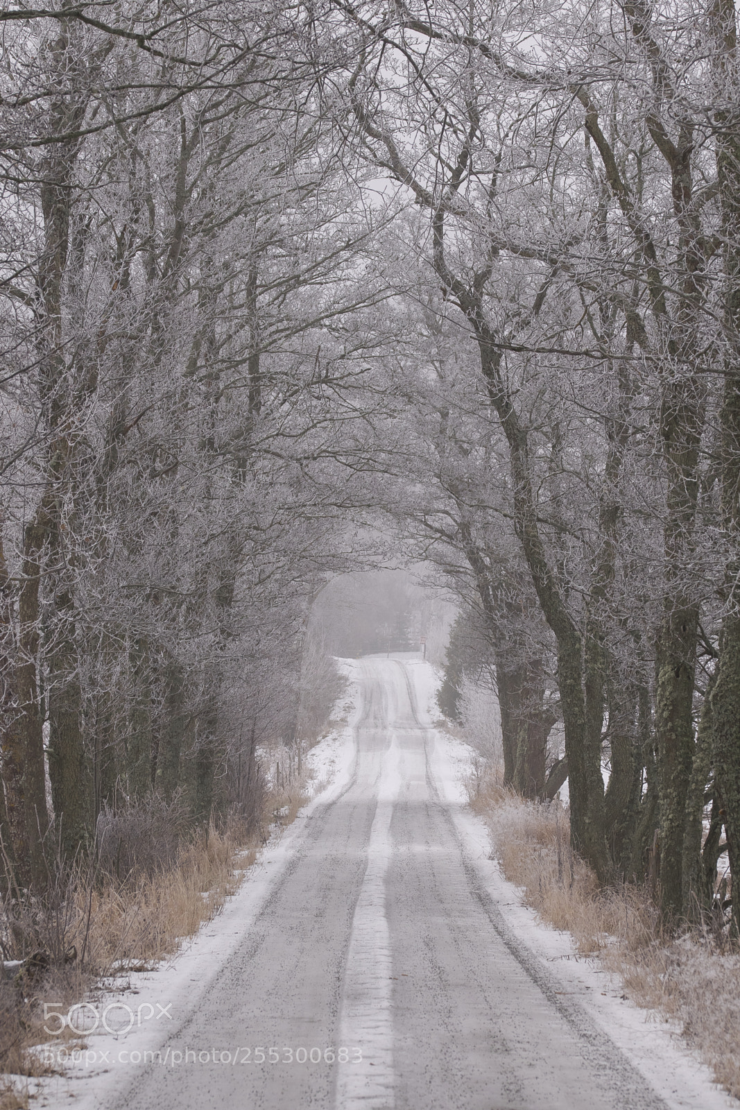 Nikon D5300 sample photo. Winter photography