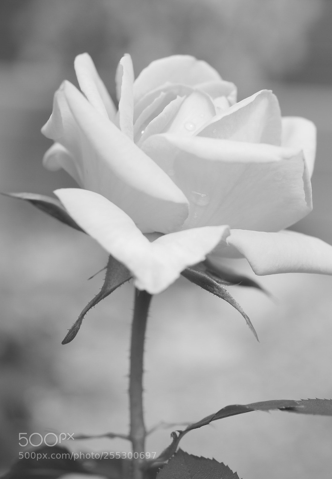 Olympus OM-D E-M10 II sample photo. Rose -white and black photography
