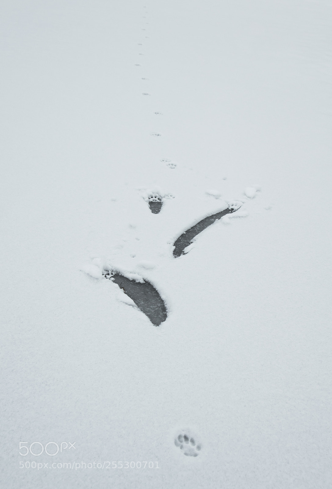 Nikon D5300 sample photo. Winter photography