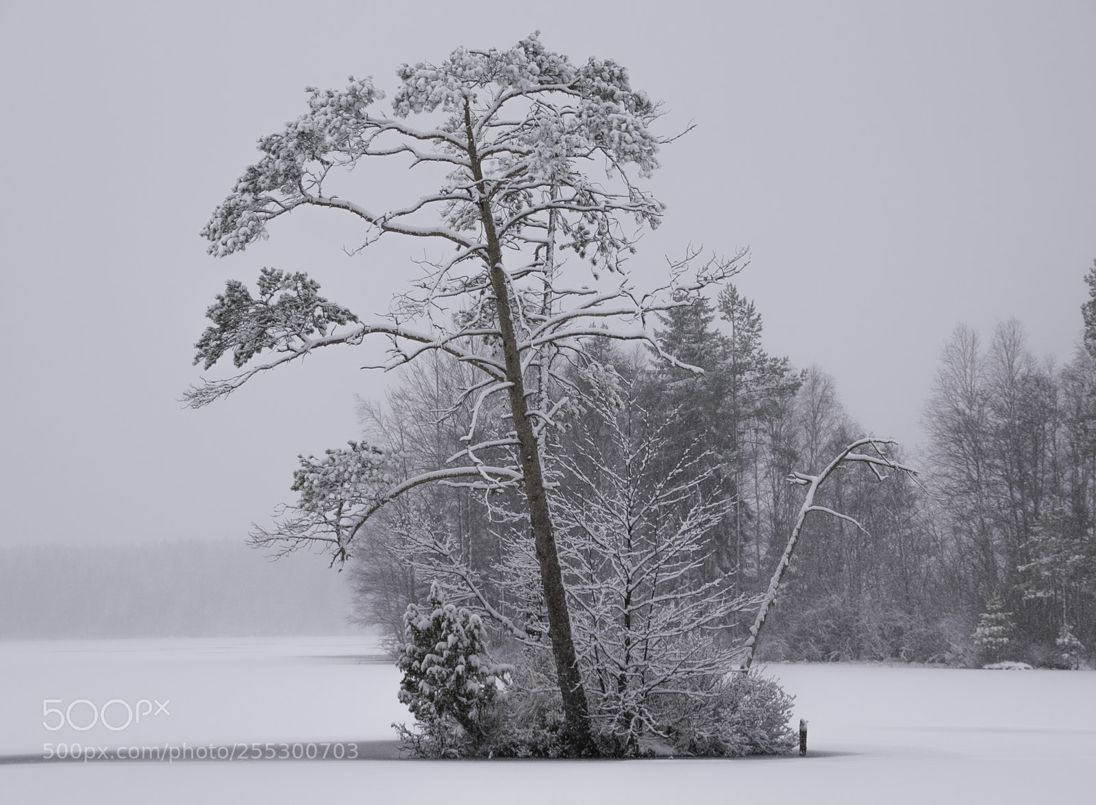 Nikon D5300 sample photo. Winter photography