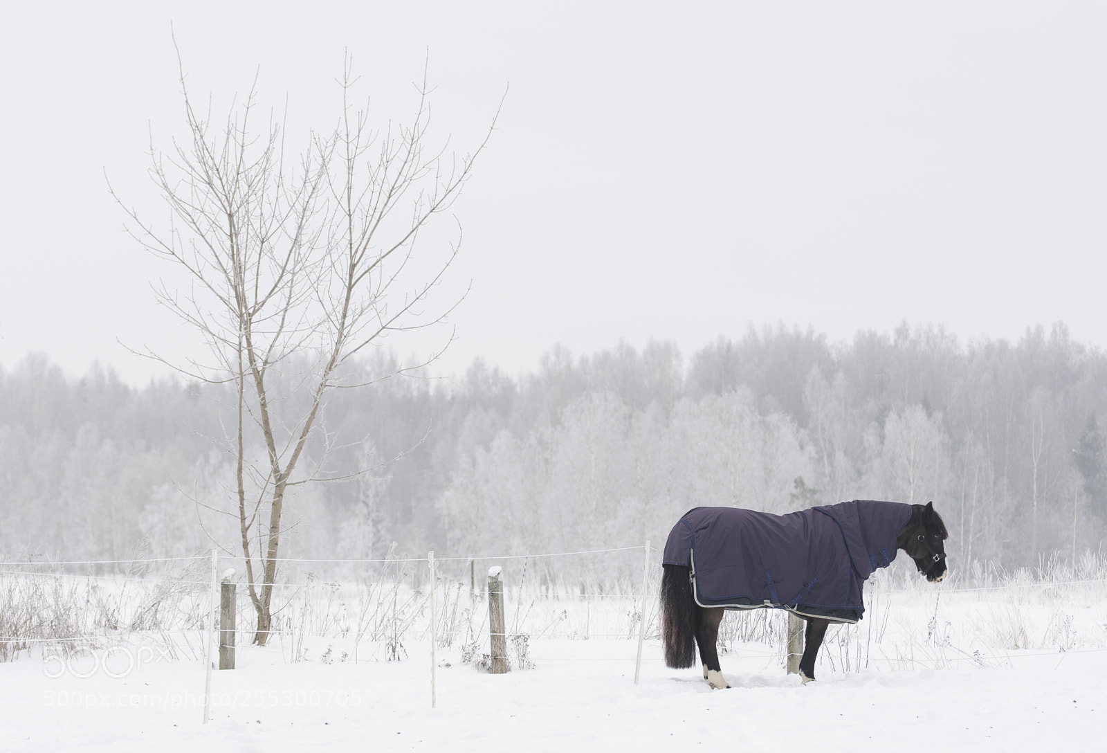 Nikon D5300 sample photo. Winter photography