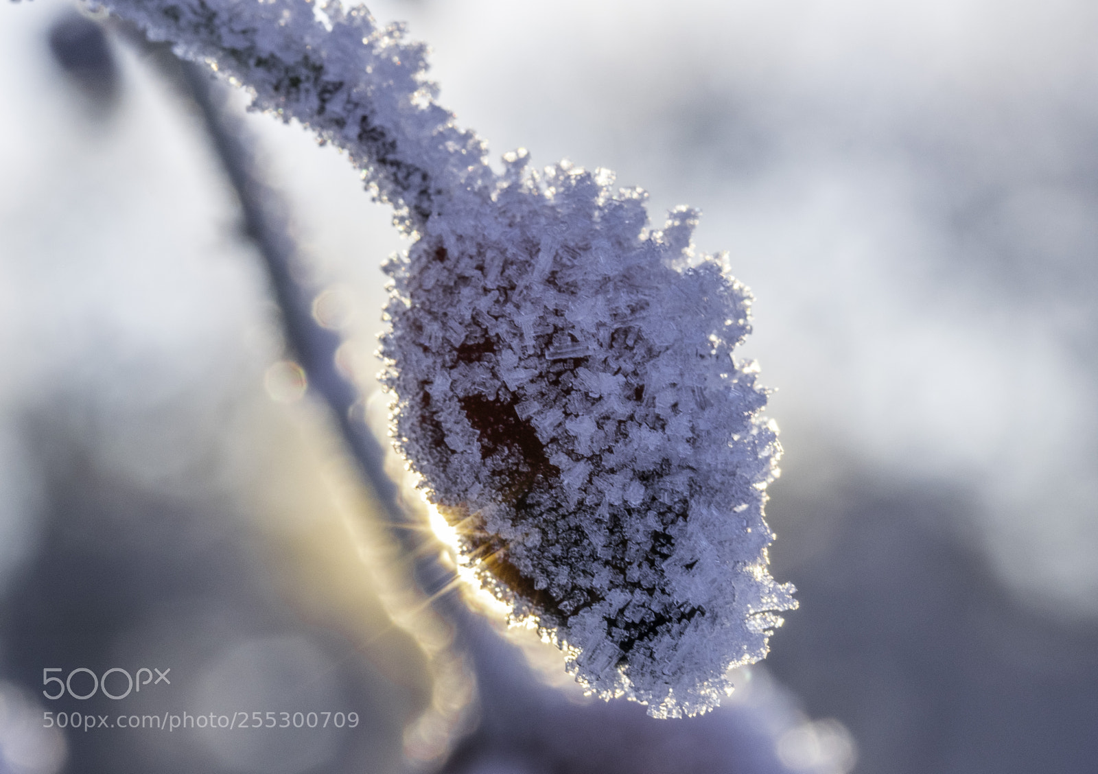 Nikon D5300 sample photo. Winter photography